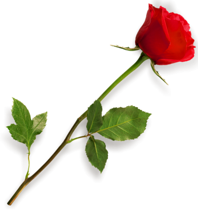 Rose Flowers Hd Photo PNG Images