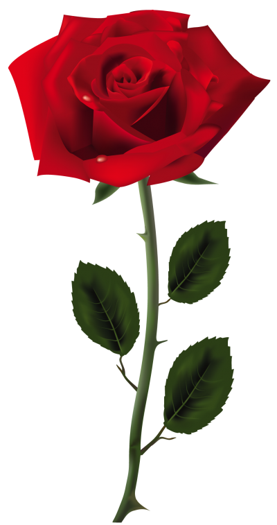 Download Rose Transparent PNG Images