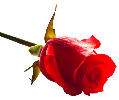 Floral Rose Picture Images PNG Images