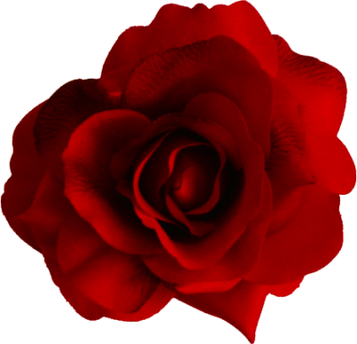 Beautiful Red Rose Png PNG Images