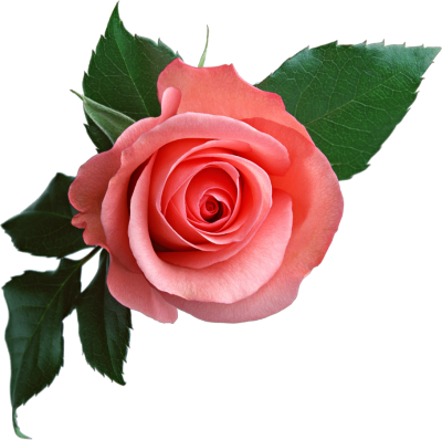 Pink Rose Flower Png PNG Images
