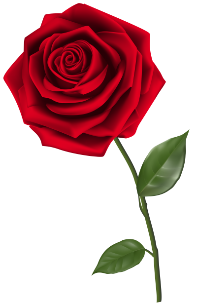 Rose Picture PNG Images