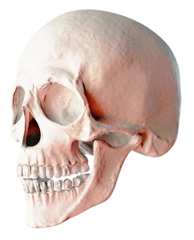 Skeleton Head Clipart HD PNG Images