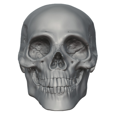 Skeleton Head PNG Picture PNG Images
