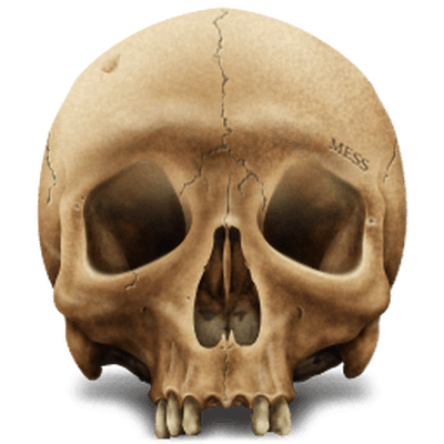 Skeleton Head Clipart PNG Photos PNG Images