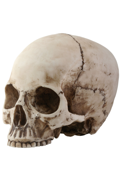 Skeleton Head Vector PNG Images