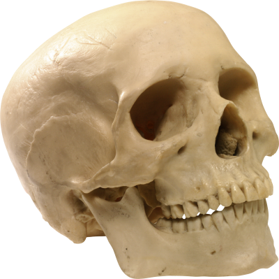 Skeleton Head Icon Clipart PNG Images