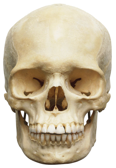 Skeleton Head Free Download Transparent PNG Images