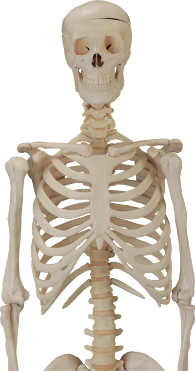 Skeleton Head Transparent Background PNG Images