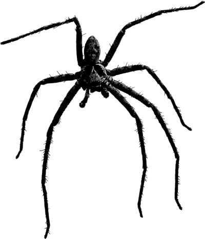 Download SPIDER Free PNG transparent image and clipart