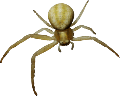 Beige Spider Picture PNG Images