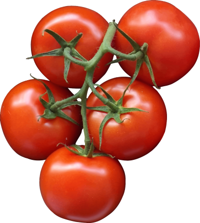 Tomatos Clipart PNG Images