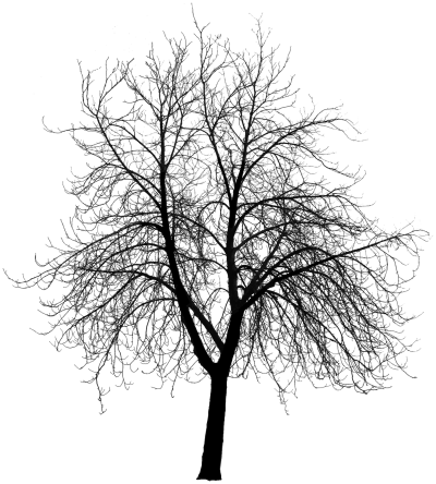 HD Tree Silhouette Photo Png PNG Images