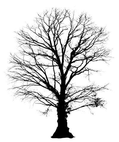 Tree Silhouette Amazing Image Download PNG Images