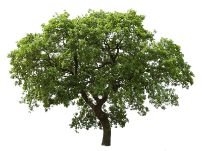 Green Tree Png Images, Pictures, Download PNG Images