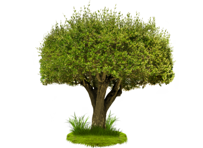 Hd Green Tree Png Image PNG Images