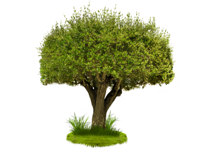 Download TREE Free PNG transparent image and clipart