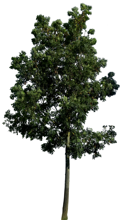 Tree 3 Png Image PNG Images