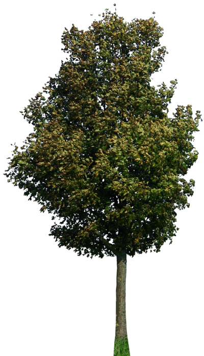 Download TREE Free PNG transparent image and clipart