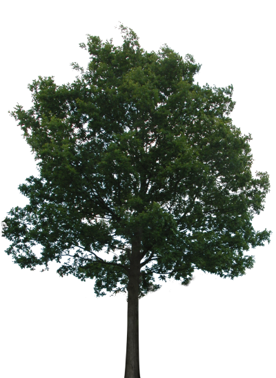 Download TREE Free PNG transparent image and clipart