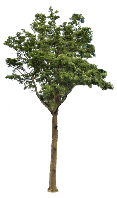 Download TREE Free PNG transparent image and clipart