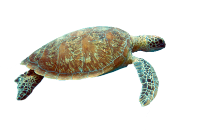 Sea Turtle Free Transparent PNG Images