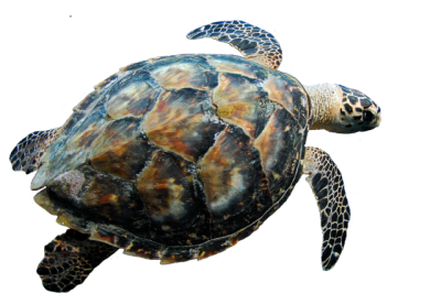 Turtle Transparent Picture PNG Images