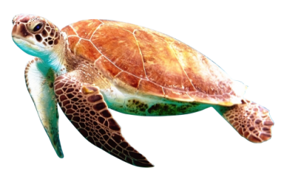 Sea Turtle Transparent Image PNG Images