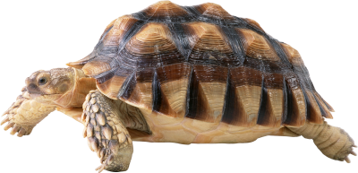 Turtle Picture PNG Images