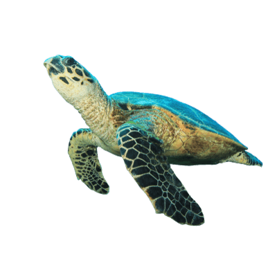 Turtles Clipart Photos PNG Images