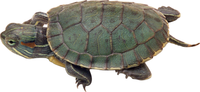 Turtle Free Pic PNG Images