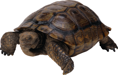 Box Turtle Free Download PNG Images