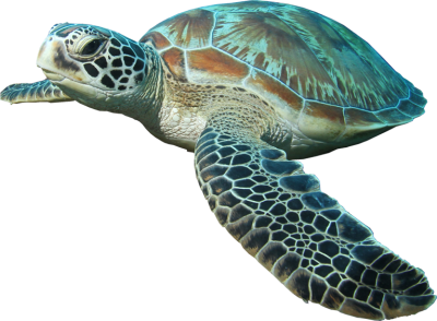 Hd Sea Turtle Image PNG Images