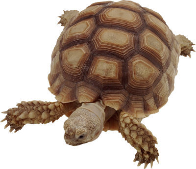 Box Turtle Cut Out PNG Images