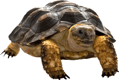 Turtle Best Animal PNG Images