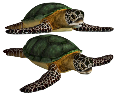 Sea Turtle Animal Image PNG Images