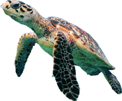 Sea Turtle Wonderful Picture Images PNG Images