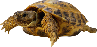 Download Turtle PNG Images