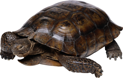 Turtle Cut Out Pic PNG Images