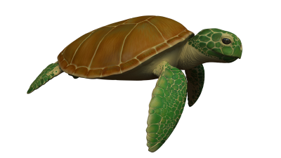Sea Turtle PNG Images