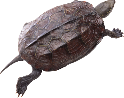 Turtle Free Download PNG Images