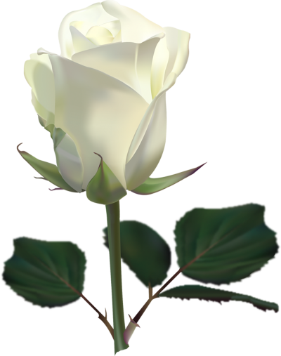 Real White Rose Amazing Image Download PNG Images