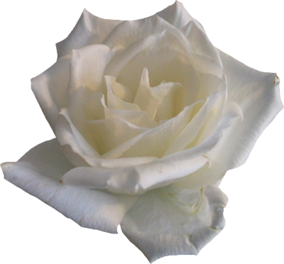 White Rose PNG Picture PNG Images