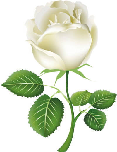 White Rose Clipart Transparent PNG Images