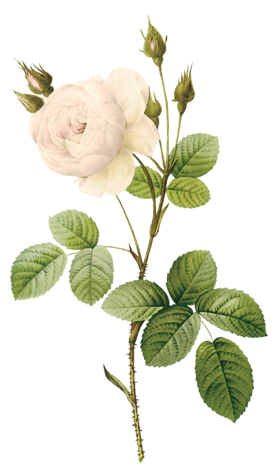 Nature, White Rose Png PNG Images