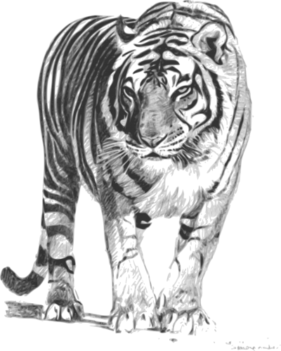 White Tiger HD Image PNG Images
