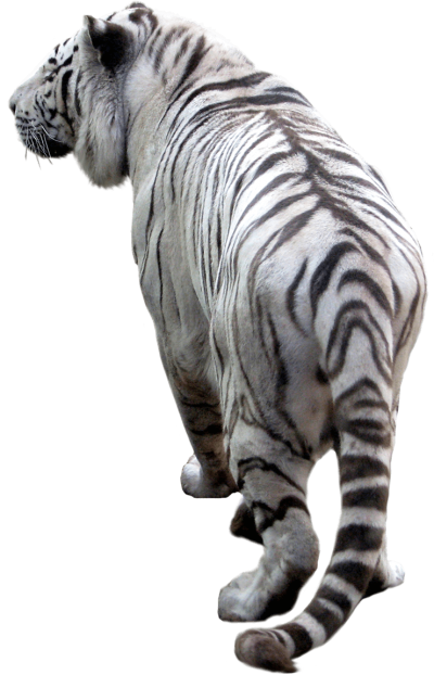White Tiger Clipart Photo PNG Images