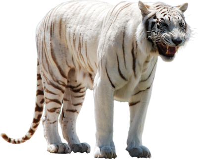 White Tiger Clipart PNG Photos PNG Images