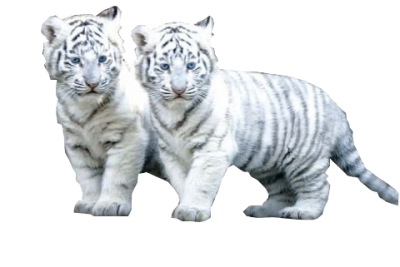 White Tiger Simple PNG Images