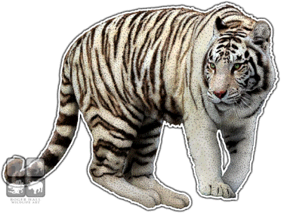 White Tiger Cut Out PNG Images